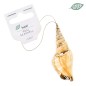 Kuori Conchiglia Shellornament 0114 6,5x2cm 70 Crème/ivory