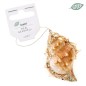 Kuori Conchiglia Shellornament 0114 6,5x4,5cm 72 Beige/natural